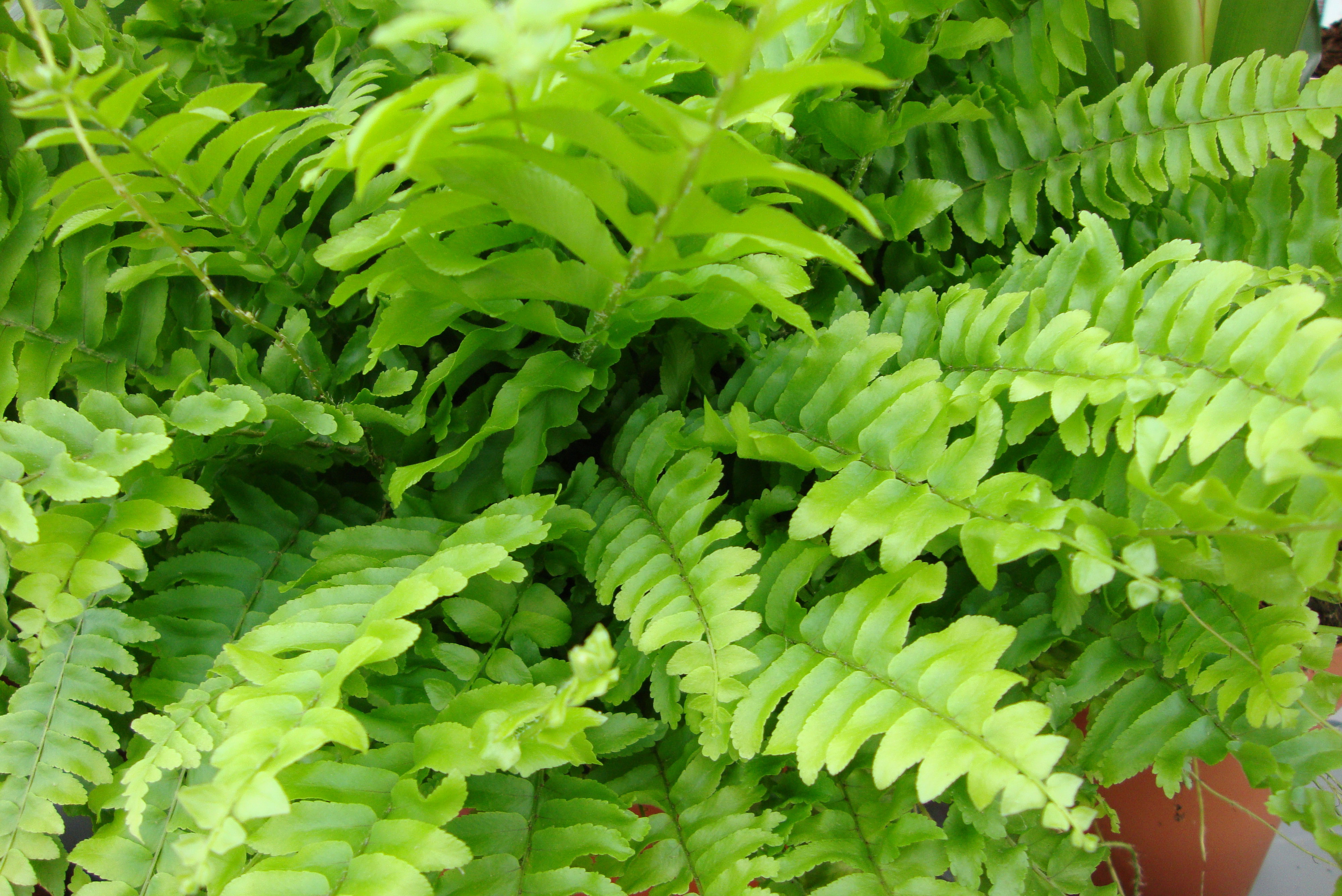 Paprocie podobno pochłaniają szkodliwe promieniowanie elektryczne, trzymam je więc tam, gdzie telewizor i komputer.