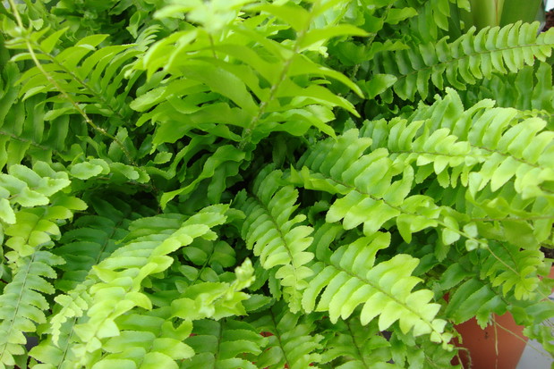 Paprocie podobno pochłaniają szkodliwe promieniowanie elektryczne, trzymam je więc tam, gdzie telewizor i komputer.