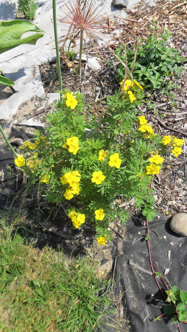 Pięciornik krzewiasty