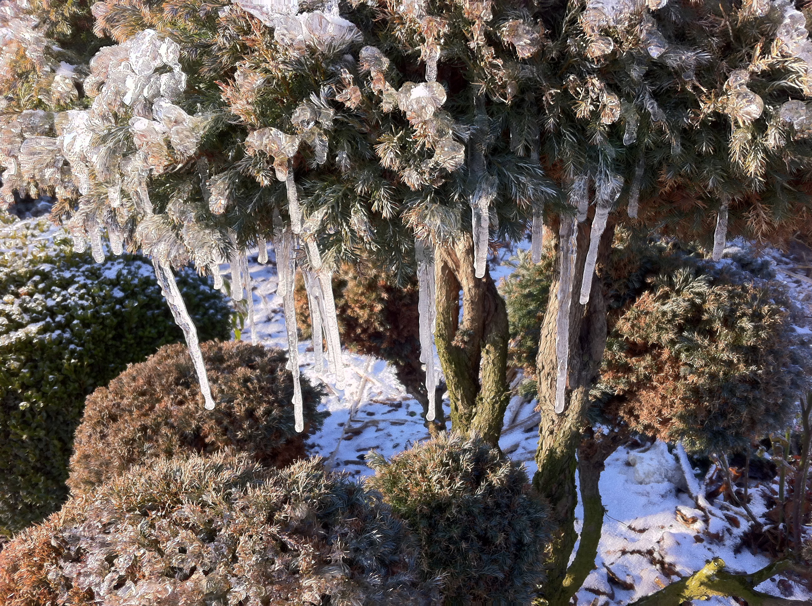 Piękny moment na zrobienie zdjęcie.Sopelki na Krzewie....Coś Pięknego.