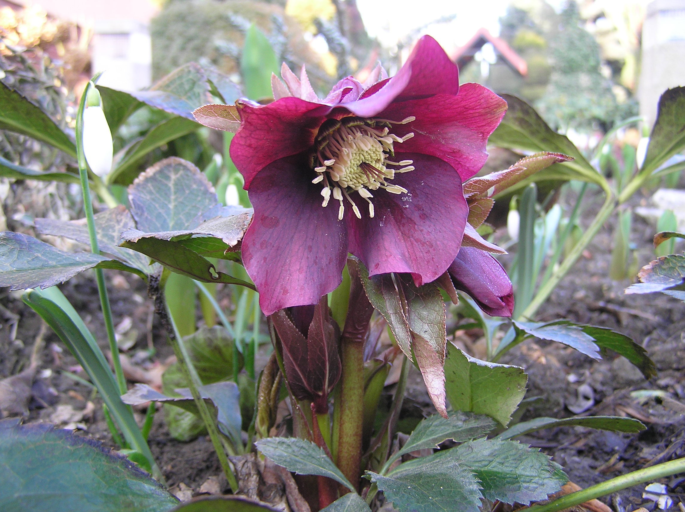 pierwszy kwiat poprostu pełna zachwytu...