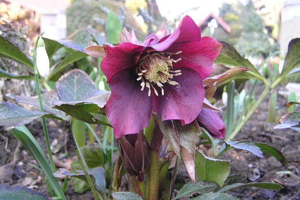 pierwszy kwiat poprostu pełna zachwytu...