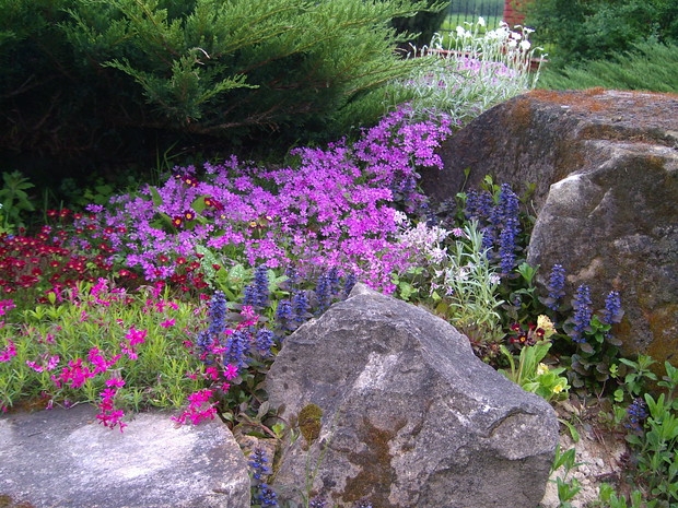 płomyk szydlasty , dąbrówka rozłogowa , rogownica kutnerowa