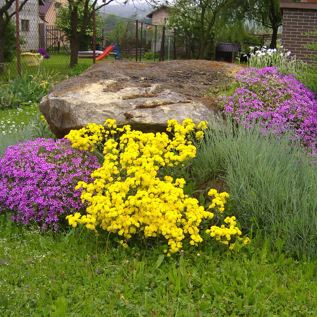 płomyk szydlasty i smagliczka skalna