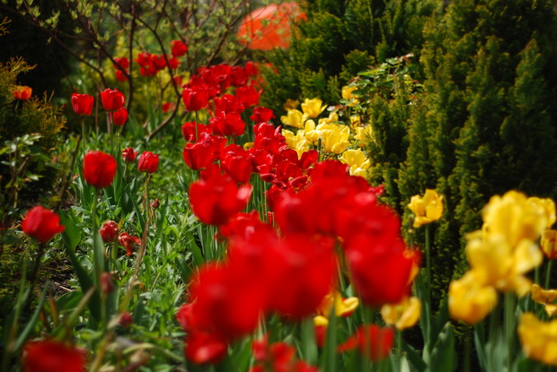 pole tulipanów...