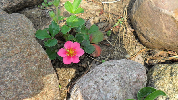 Poziomka ozdobna "Pagoda", kwitnie od czerwca aż do jesieni, ma jadalne owoce. 