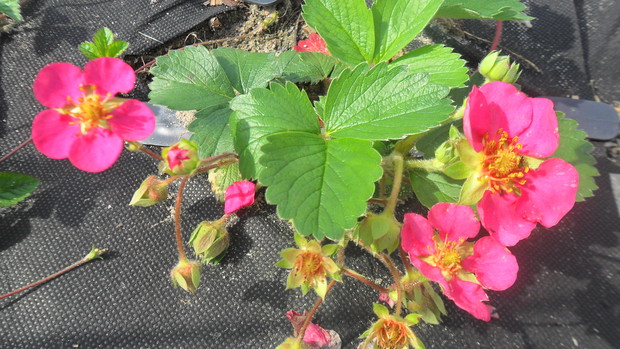 Poziomka ozdobna "Pagoda"