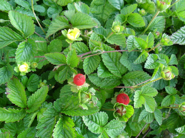 Poziomkówka indyjska, owoce nie są trujące, ale ponoć bardzo nie smaczne ;) Kwitnie bardzo długo, jest  tolerancyjna jeśli chodzi o glebę i raczej dość wytrzymała, niestety też impansywna, ale usuwając jej przyrosty da się ją "okiełznać" ;)