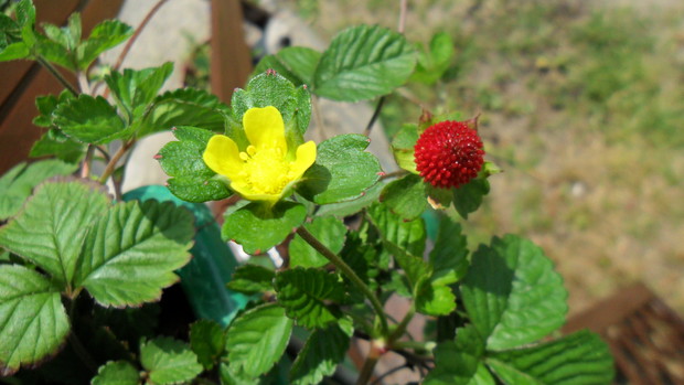 Poziomkówka indyjska