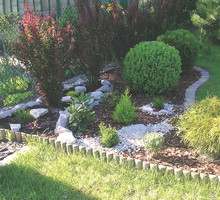 Przy zbyt dużej wilgotności podłoża bukszpanom grozi choroba grzybowa. Wtedy porażone pędy należy wyciąć, a krzewy opryskać.