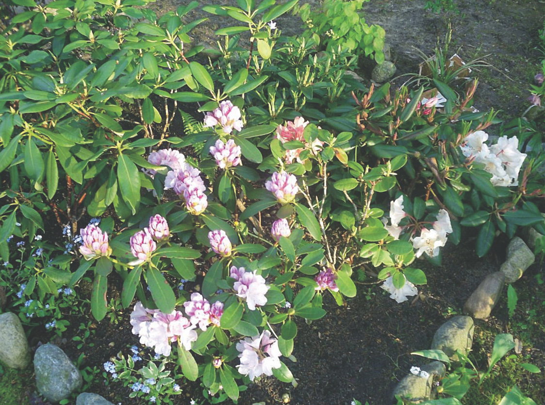 Rododendronom trzeba zapewnić kwaśną glebę.