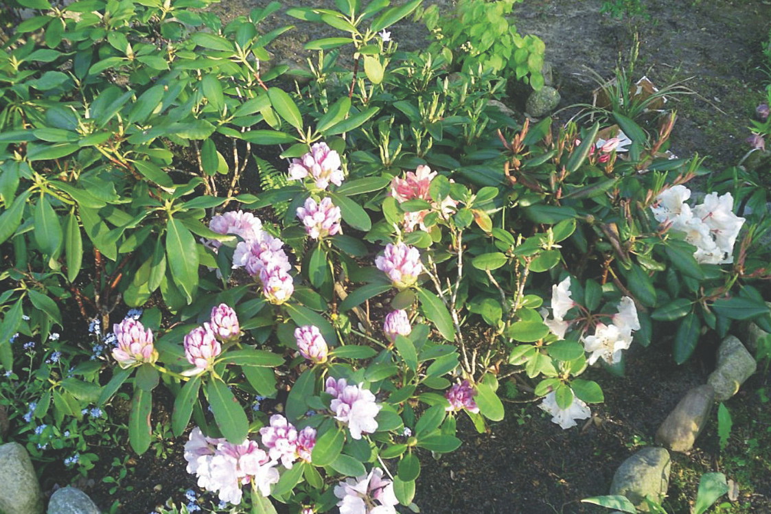 Rododendronom trzeba zapewnić kwaśną glebę.