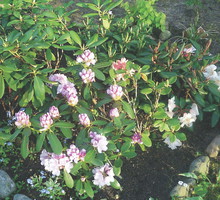 Rododendronom trzeba zapewnić kwaśną glebę.