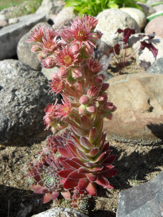 Rojnik podczas kwitnienia-po przekwitnięciu "osobnik", który zakwitł obumiera