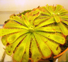 Rosiczka Alicji ma liście tworzące rozetę o średnicy 5–6 cm. Rosną na nich włoski wydzielające
lepką ciecz.