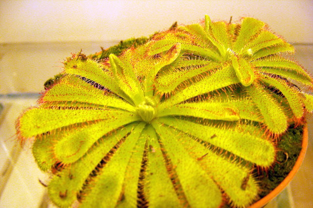 Rosiczka Alicji ma liście tworzące rozetę o średnicy 5–6 cm. Rosną na nich włoski wydzielające
lepką ciecz.