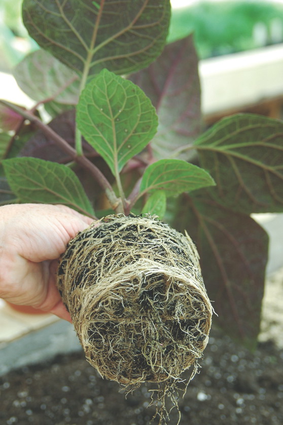 Roślinę trzeba wyjąć z całą bryłą korzeniową.
