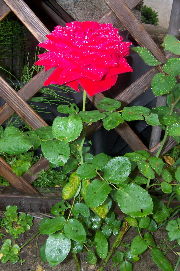 Róża wielkokwiatowa