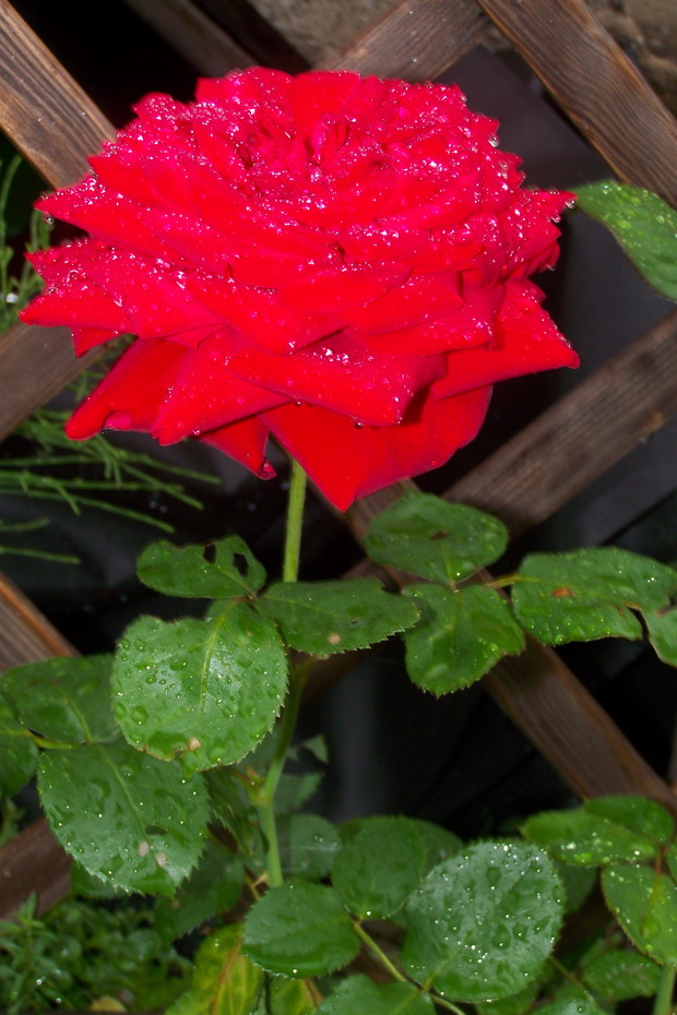 Róża wielkokwiatowa