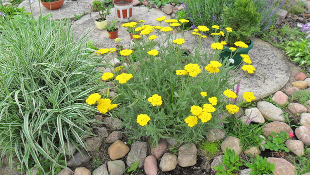 Rozkwitnięty krwawnik wiązówkowy