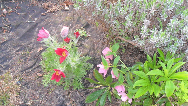 Sasanka "Rote Glocke" z ciemiernikiem