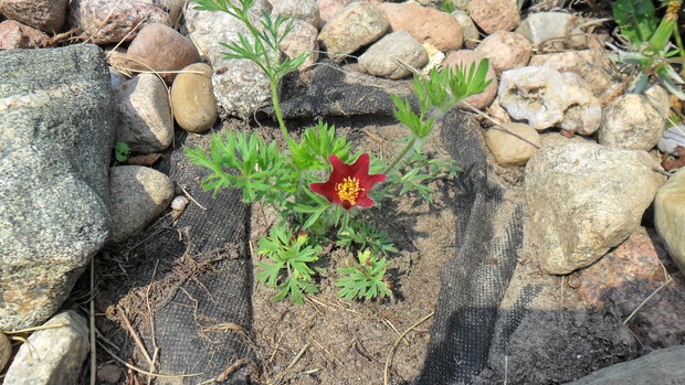 Sasanka "Rote Glocke"