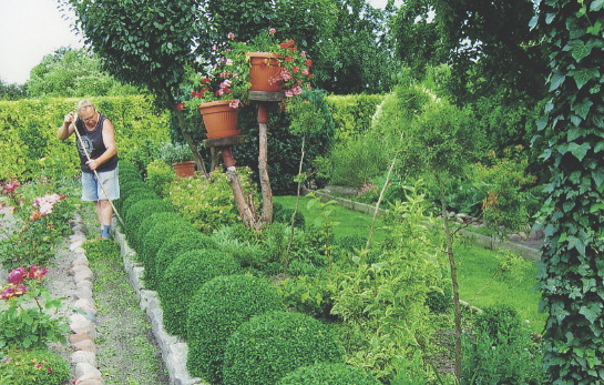 Ścięte pędy starannie wygrabiam spod krzewów, żeby pod nimi nie gniły.