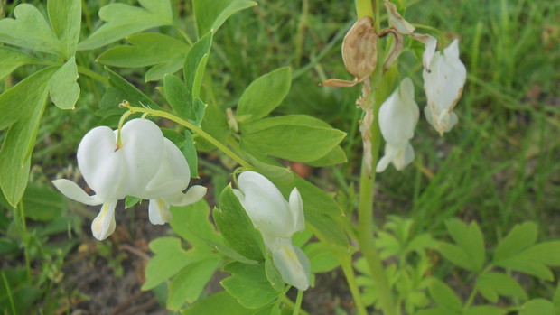 Serduszka okazała biała