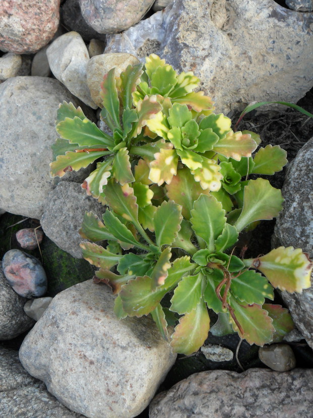 SKALNICA CIENISTA VARIEGATA