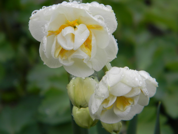 SKĄPANY W DESZCZU - NARCYZ PEŁEN