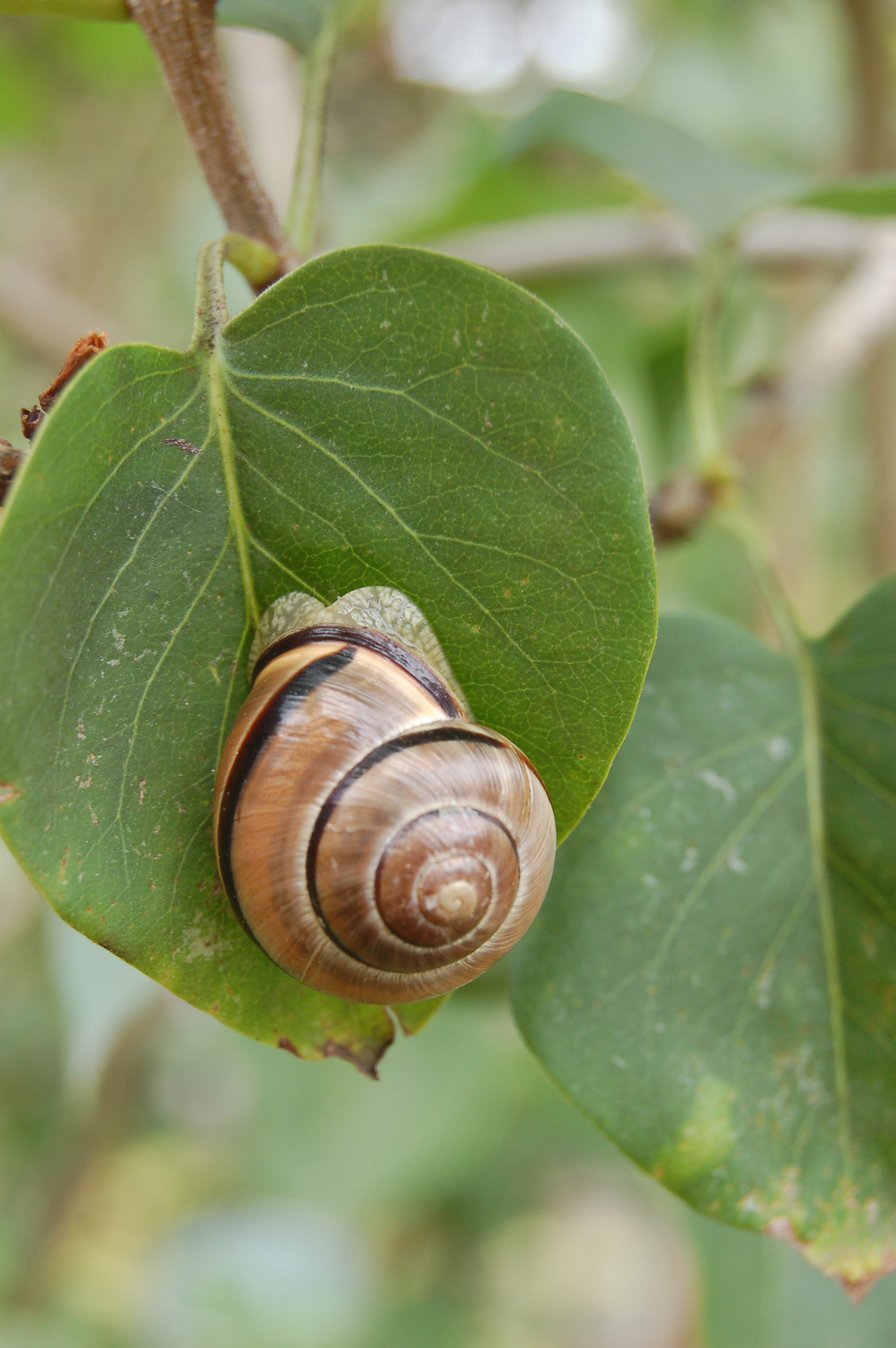 Ślimaki zniechęcimy podlewając rośliny punktowo i wcześnie rano. Nie lubią one bowiem, gdy jest zbyt sucho.