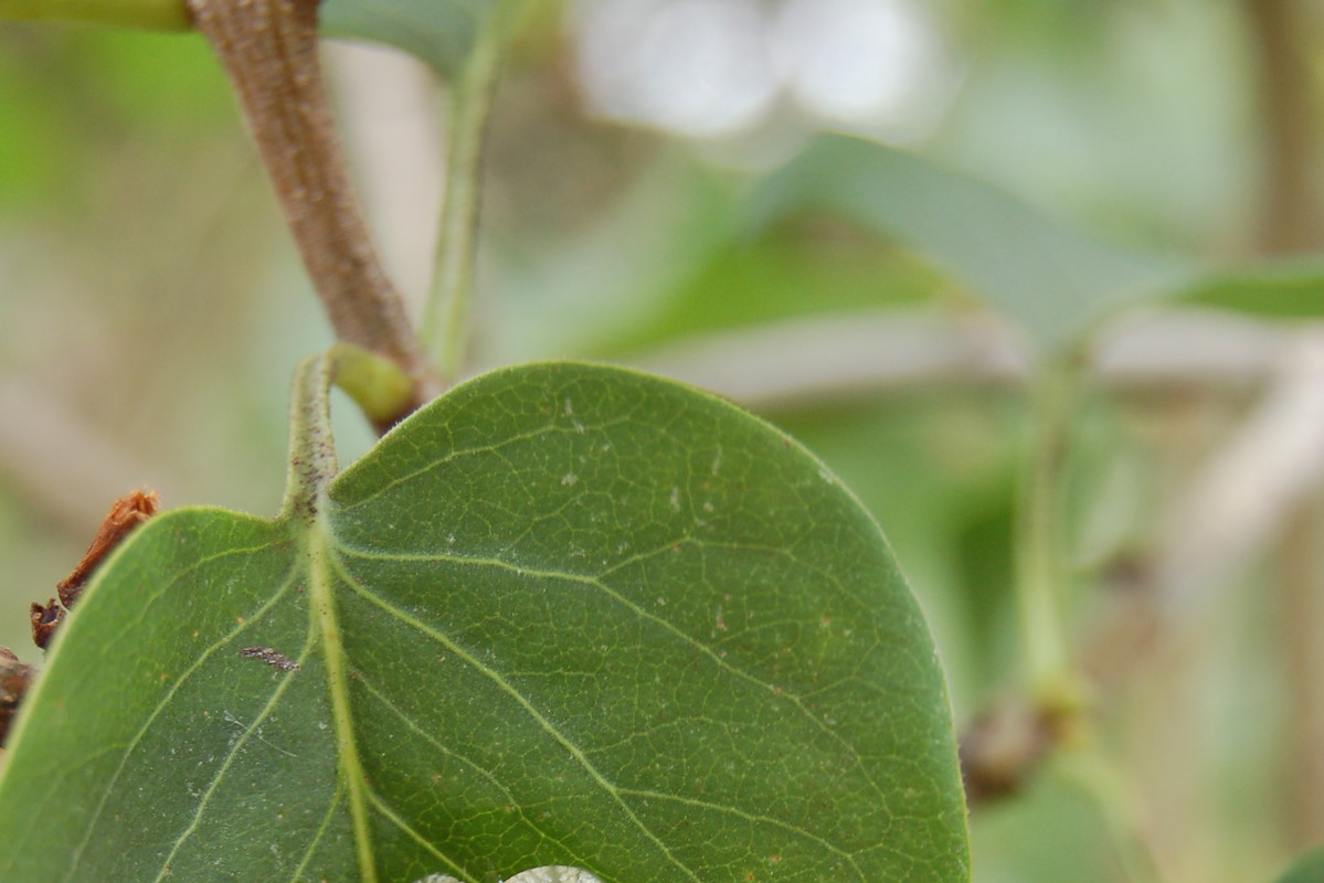 Ślimaki zniechęcimy podlewając rośliny punktowo i wcześnie rano. Nie lubią one bowiem, gdy jest zbyt sucho.