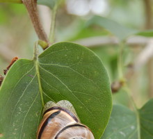 Ślimaki zniechęcimy podlewając rośliny punktowo i wcześnie rano. Nie lubią one bowiem, gdy jest zbyt sucho.