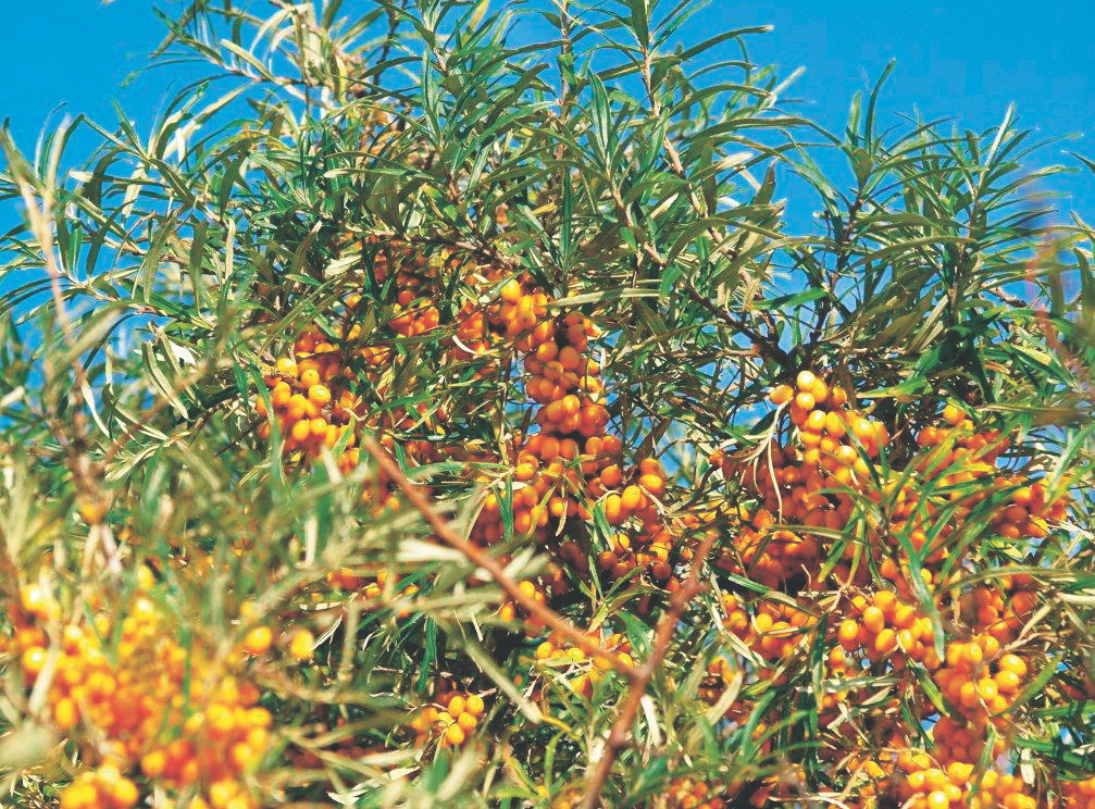 Sok z rokitnika pomaga przy nadciśnieniu i miażdżycy. 