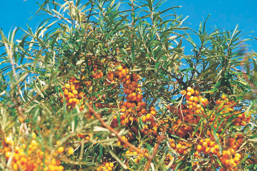 Sok z rokitnika pomaga przy nadciśnieniu i miażdżycy.