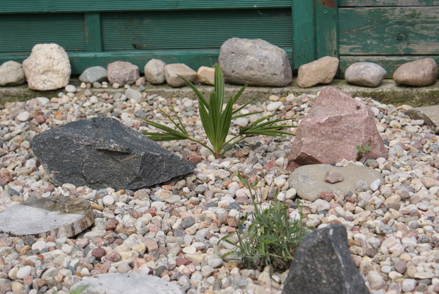 Szorstkowiec dobrze się przyjmie, jeśli zadbamy o odpowiednie stanowisko. Musi mieć ciepło 
i sucho. Będzie się też pięknie prezentował obsypany drobnymi kamieniami lub na skalniaku.