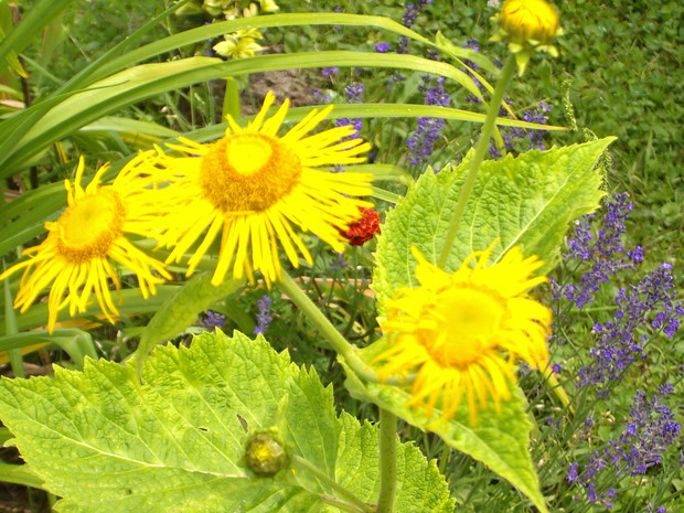 ta roślina rosła dziko zebrałam nasiona i wyrosła jest u mnie już 3 lata ,ale nie znam jej nazwy .