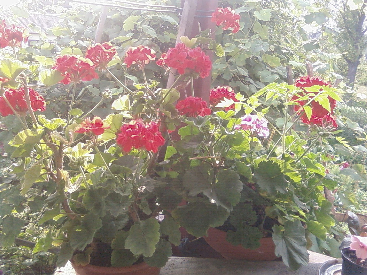 taras pełen pelargoni