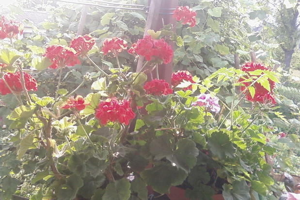 taras pełen pelargoni