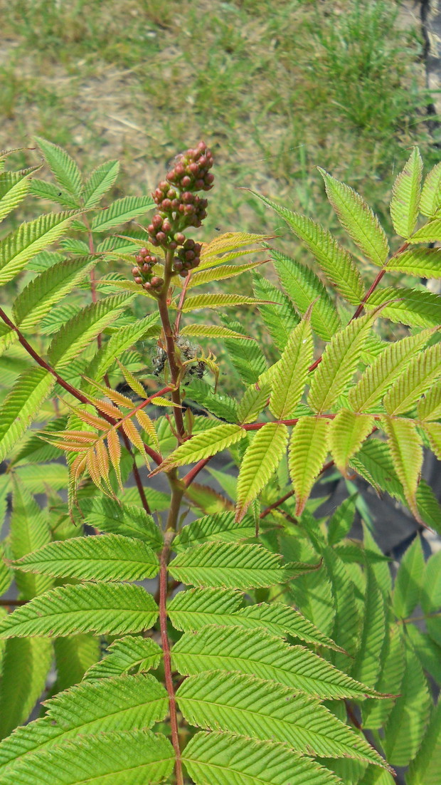 Tawlina jarzębolistna