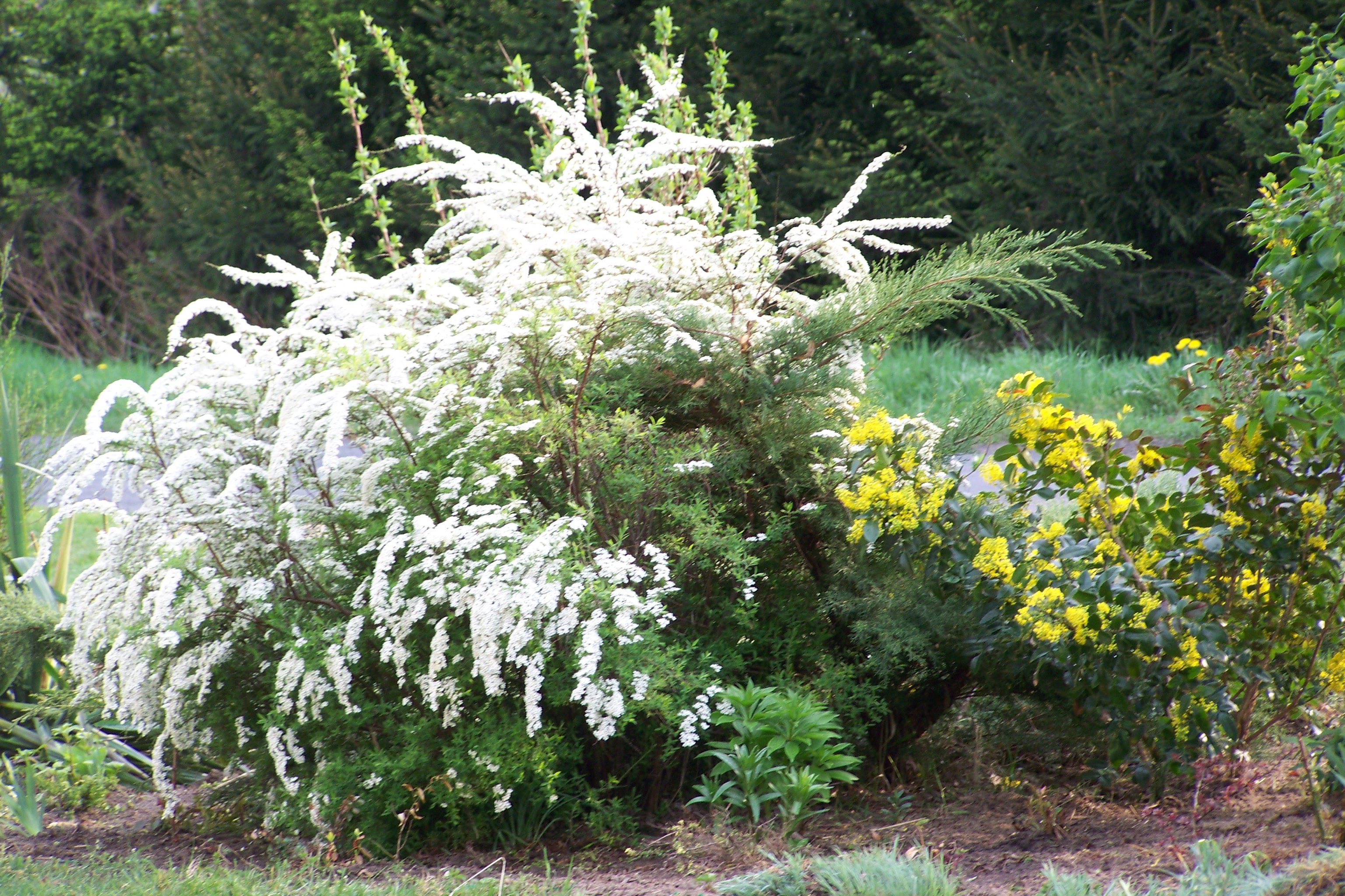 Tawuła szara, krzew szybko rosnący i nie wymagający jak chodzi o glebę