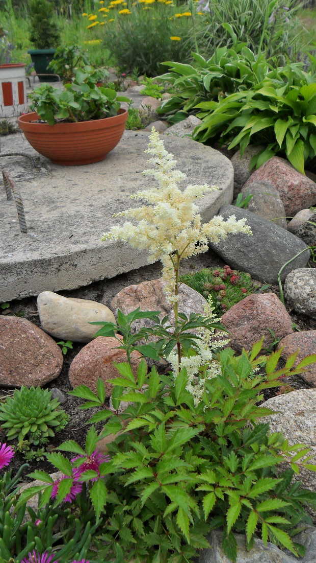 Tawułka Arendsa biała