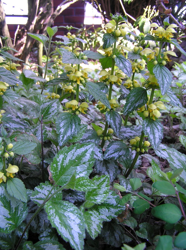 To ciekawa, pachnąca roślina okrywowa, która może zastąpić trawnik w półcienistych miejscach.