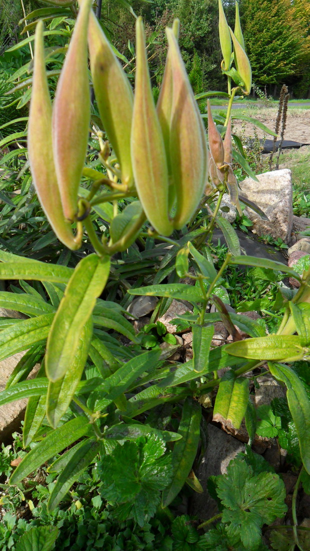 Trojeść bulwiasta po przekwitnięciu, w środku znajduje się "puch" z płaskimi (nawet dużymi) nasionami.