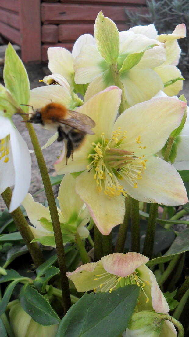 Troszkę dubluję zdjęć, ale uwielbiam jak moje roślinki odwiedzają latający goście ;)