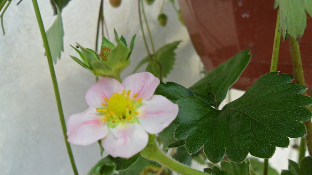 Truskawka ozdobna "Rosana"