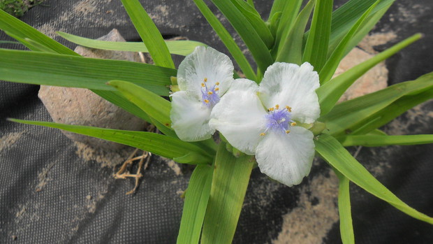 Trzykrotka Andersona Osprey