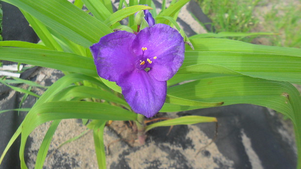 Trzykrotka wirginijska