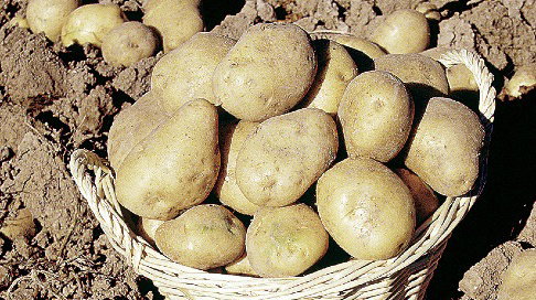 „Tydzień przed planowanym sadzeniem wyciągam ziemniaki z piwnicy”, pisze nasza czytelniczka Halina Kołocka. 
