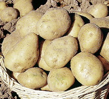 „Tydzień przed planowanym sadzeniem wyciągam ziemniaki z piwnicy”, pisze nasza czytelniczka Halina Kołocka.